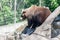 Bear Skansen Park Stockholm Sweden