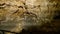 Bear skeleton in the pestera ursilor cave at chiscau in romania