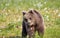 Bear sniffing flower