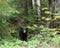 Bear stock photo. Black bear close-up profile view in the forest looking at the camera, displaying head, ears, eyes, nose, muzzle