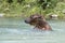 Bear Swimming In River