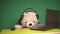 Bear teddy blogger, sitting at the computer wearing headphones on a green background