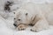 Bear thought, head and feet large.Powerful polar bear lies in the snow, close-up