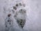 Bear tracks in the snow