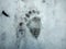 Bear tracks in the snow