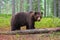 Bear untouched nature of finland scandinavia europe