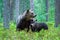 Bear untouched nature of finland scandinavia europe