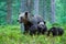 Bear untouched nature of finland scandinavia europe