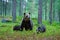 Bear untouched nature of finland scandinavia europe