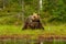 Bear untouched nature of finland scandinavia europe