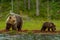 Bear untouched nature of finland scandinavia europe