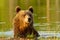 Bear untouched nature of finland scandinavia europe