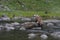 She-bear Ursus arctos with three cubs.