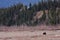 Bear Viewing in Denali National Park