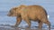 Bear Walking across a Tidal Mud Flat