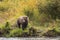 Bear walking at river edge