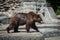 Bear walking in zoo. Mammals wild life