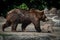 Bear walking in zoo. Mammals wild life