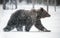 Bear walks through the winter forest in the snow . Snowfall, blizzard.