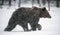 Bear walks through the winter forest in the snow . Snowfall, blizzard.