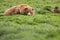 Bear watching from grass