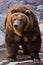 Bear is watching. Huge powerful brown bear close-up, strong beast on a stone background