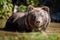 Bear in water. Beautiful animal in forest lake. Dangerous animals in river. Wildlife scene