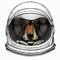 Bear wild animal face. Grizzly cute brown bear head portrait. Astronaut animal. Vector portrait. Cosmos and Spaceman