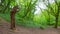 Bear wooden sculpture in the forest of Ebbor Gorge National Nature Reserve.