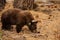 Bear in Yosemite national park