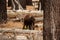 Bear in Yosemite national park