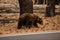 Bear in Yosemite national park