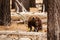 Bear in Yosemite national park