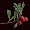 Bearberry  Arctostaphylos uva-ursi