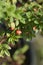 Bearberry cotoneaster Coral Beauty