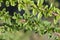 Bearberry cotoneaster Coral Beauty