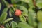 Bearberry cotoneaster Coral Beauty