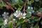 Bearberry cotoneaster Radicans