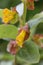 Bearberry honeysuckle Lonicera involucrata, close-up flowers shrub