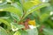 Bearberry honeysuckle Lonicera involucrata, flower