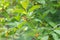 Bearberry honeysuckle Lonicera involucrata, flowering shrub