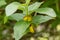 Bearberry honeysuckle Lonicera involucrata, flowers shrub