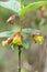 Bearberry honeysuckle Lonicera involucrata, twig with yellow flowers