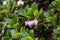 Bearberry Plant and Flowers