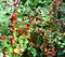Bearberry plant fruits close up