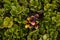 Bearberry Plant and leaves