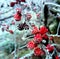 Bearberry shrub branch in winter