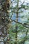 Beard Lichen Tree Branch Near a Lake in Austria Europe and Bokeh Background