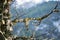 Beard Lichen Tree Branch Near a Lake in Austria Europe and Bokeh Background