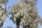 Beard lichens, Usnea sp., in a giant heather tree